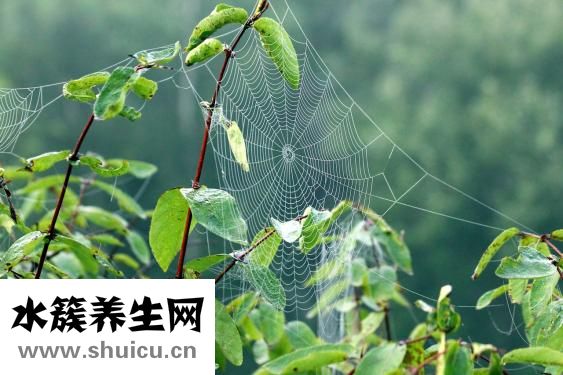 嬰兒紫草油