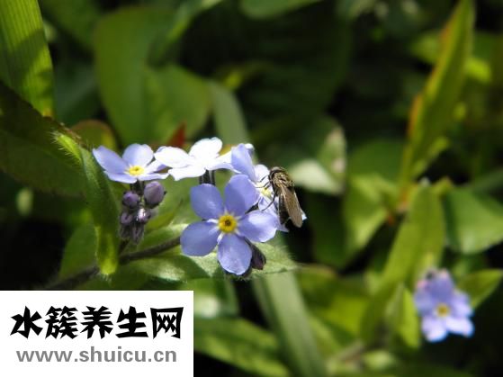 嬰兒紫草油