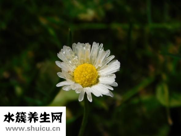 孕婦能吃鱸魚嗎