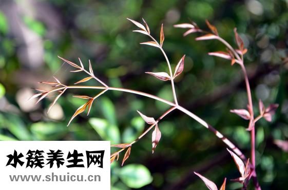 厭世怎么辦