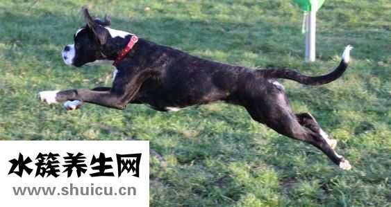嬰兒洗發水