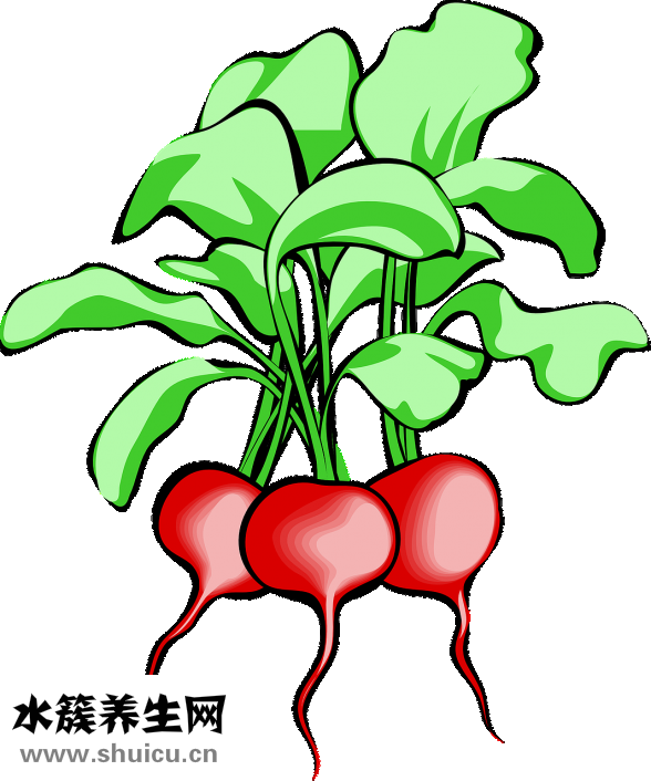 圓蔥和洋蔥的區別