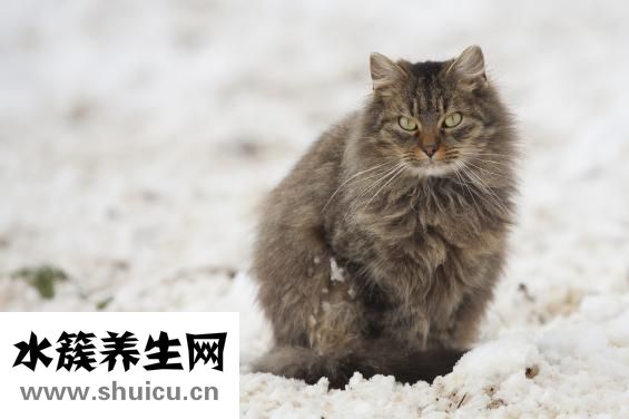 孕婦白細胞高