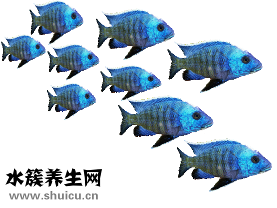 孕婦能吃鱸魚嗎
