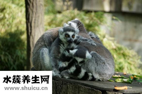 什么食物補鋅