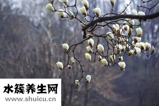 怎么選菠蘿