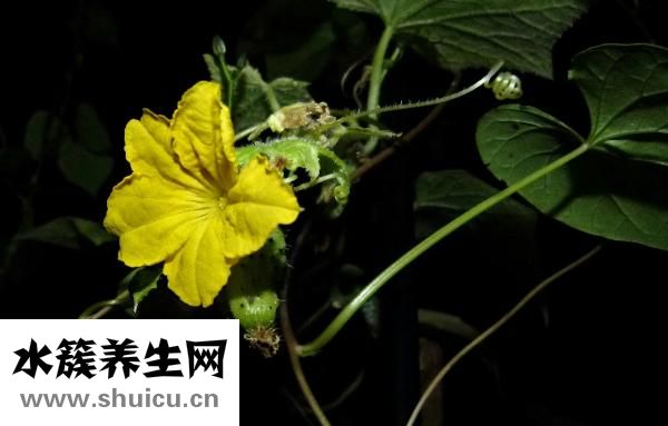 怎樣炒土豆絲