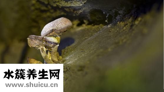 微生物有哪些