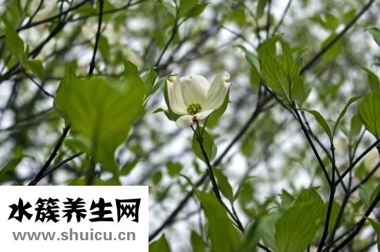 山茱萸別名