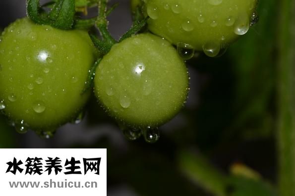 孕婦能吃花甲