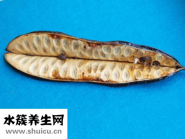 微囊藻毒素