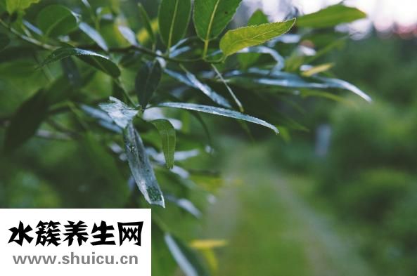 頭刀菜是什么