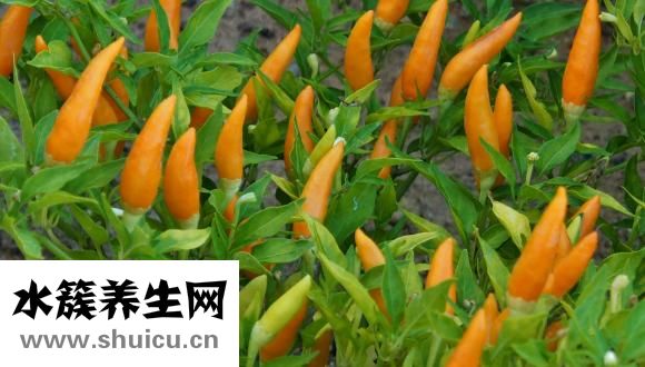 怎樣在家發豆芽