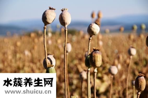 外痔瘡的治療