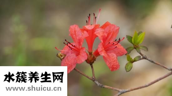 前列腺充血