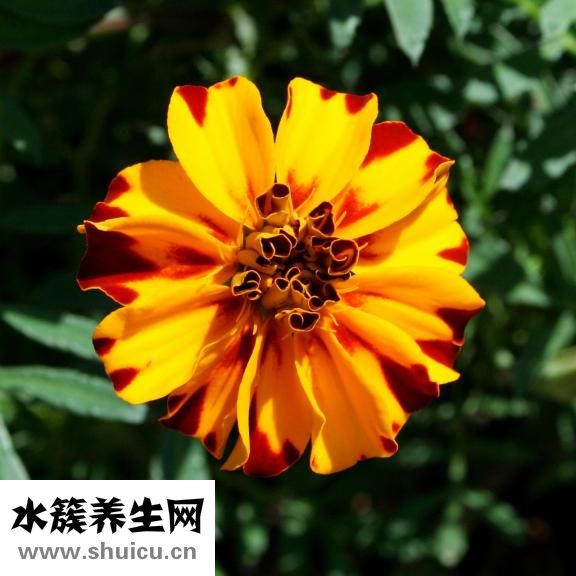 優泌樂胰島素