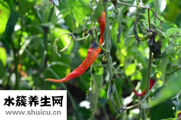 小米椒辣不辣