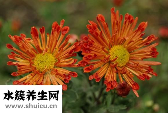 失眠偏方大全