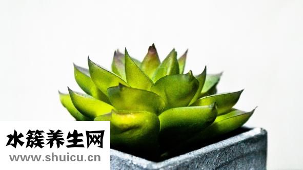 昭貴蘆薈鮮汁