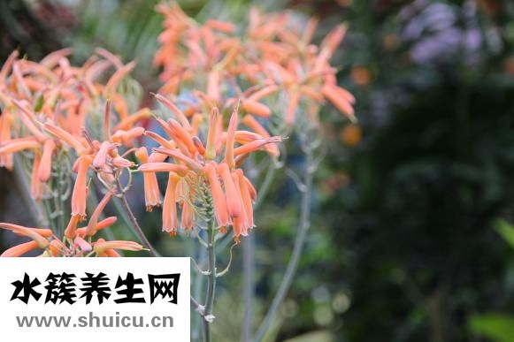 昭貴蘆薈鮮汁