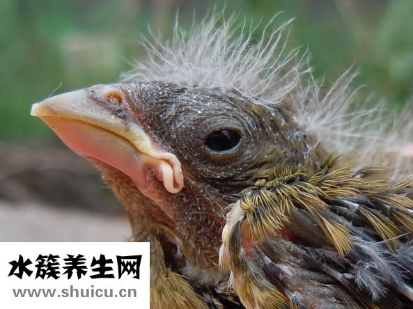 土元的別名
