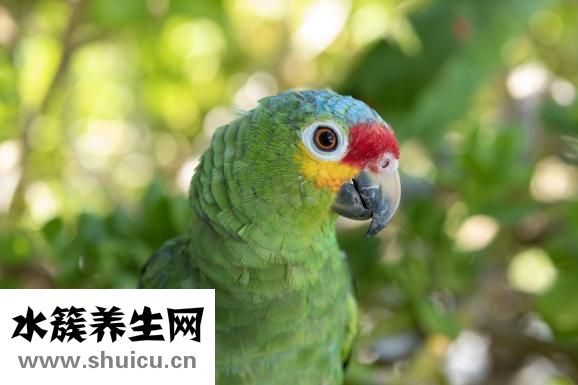頭虱子圖片