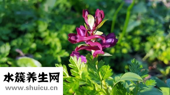 延胡索圖片