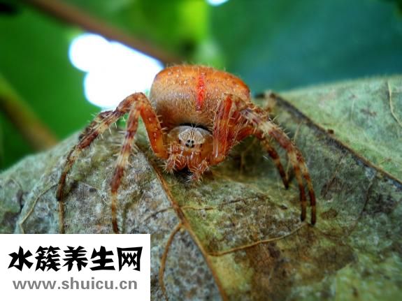 四環素類藥物