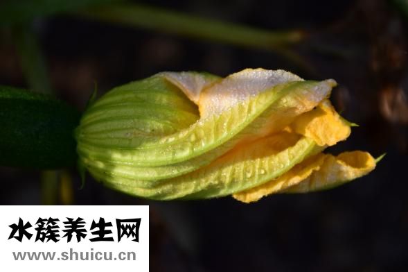 養顏紅棗糕