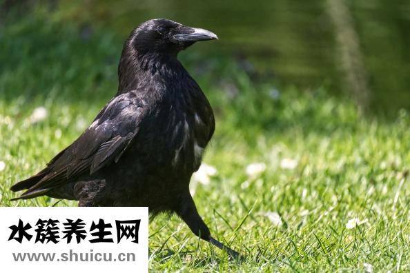 烏鴉能吃嗎