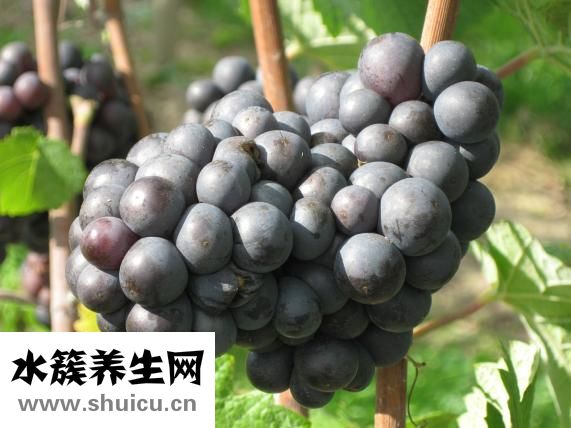 烏鴉能吃嗎