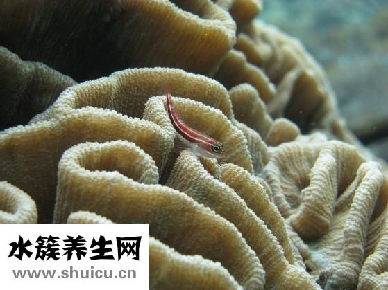 女性脫發食療