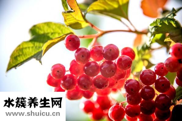 怎么種綠豆芽