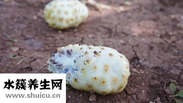 仙茸護腎膠囊