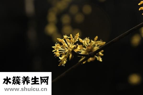 四物湯的配比