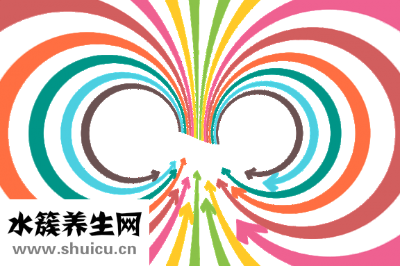 女性脫發食療