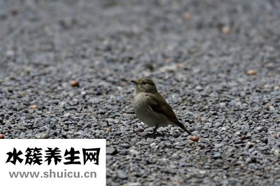 小米粥的營養價值