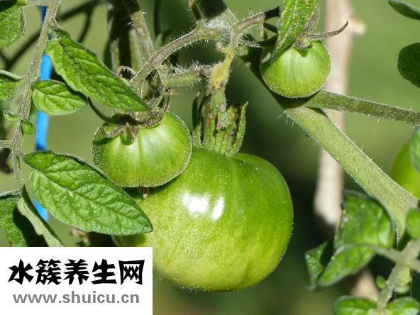 山藥胡蘿卜
