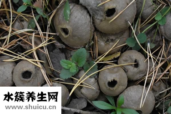 怎樣食用靈芝