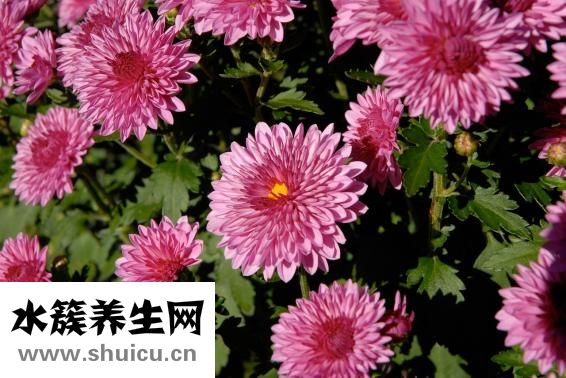 什么花好養又好看