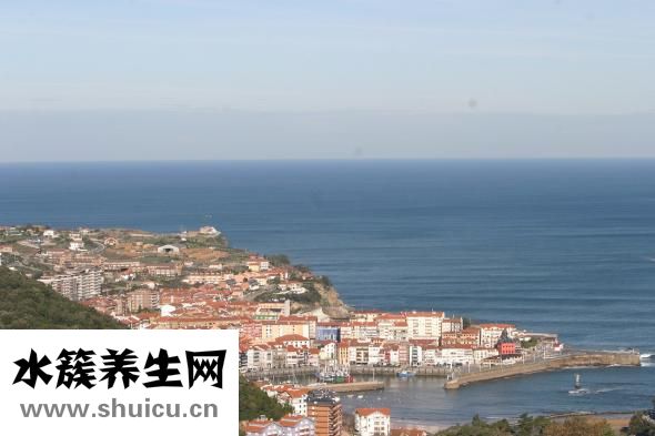大西洋鱈魚