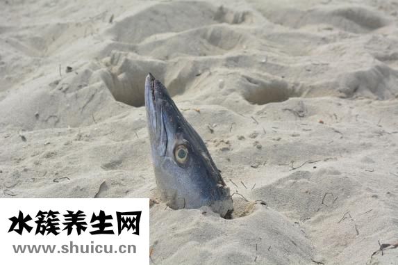 天麻燉魚頭