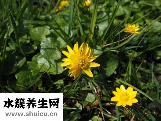 宮頸腺體囊腫