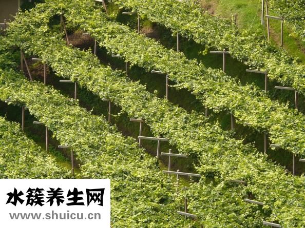天麻種植技術