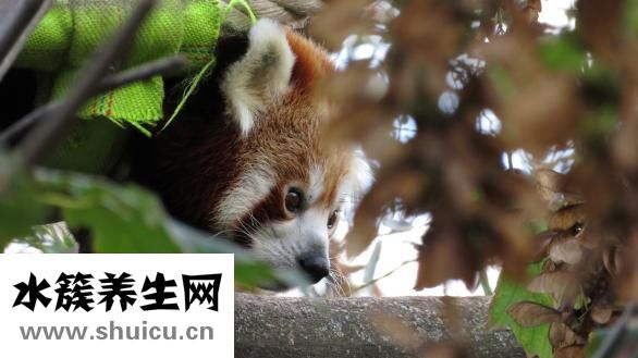 什么是熊貓血