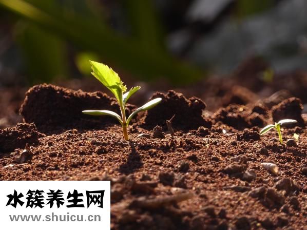 心絞痛的位置