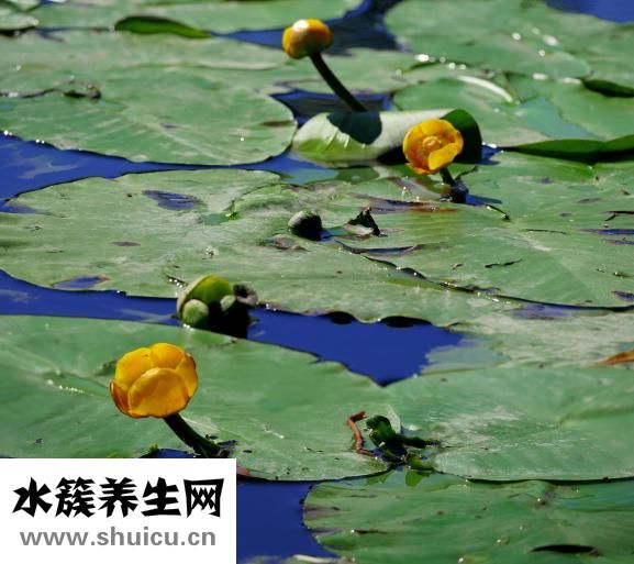 心臟傳導阻滯
