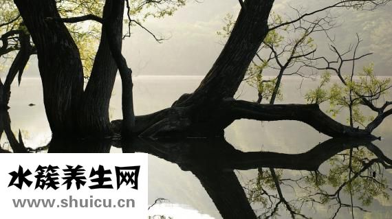 宮頸腺體囊腫