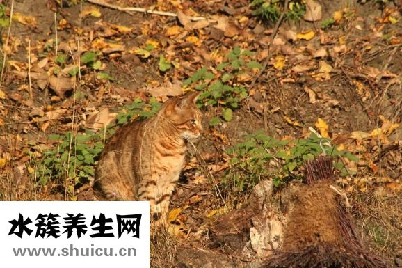怎樣減肚子