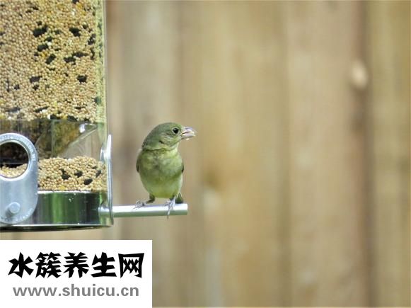 掌葉覆盆子
